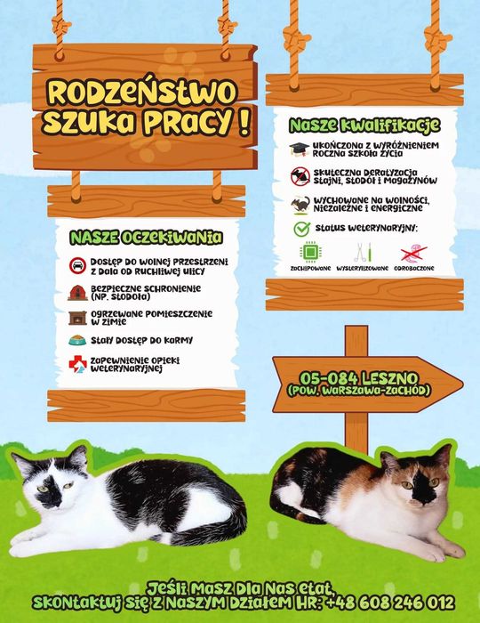 Kotki do adopcji