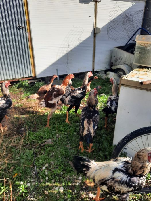 Ovos e galos indio gigante