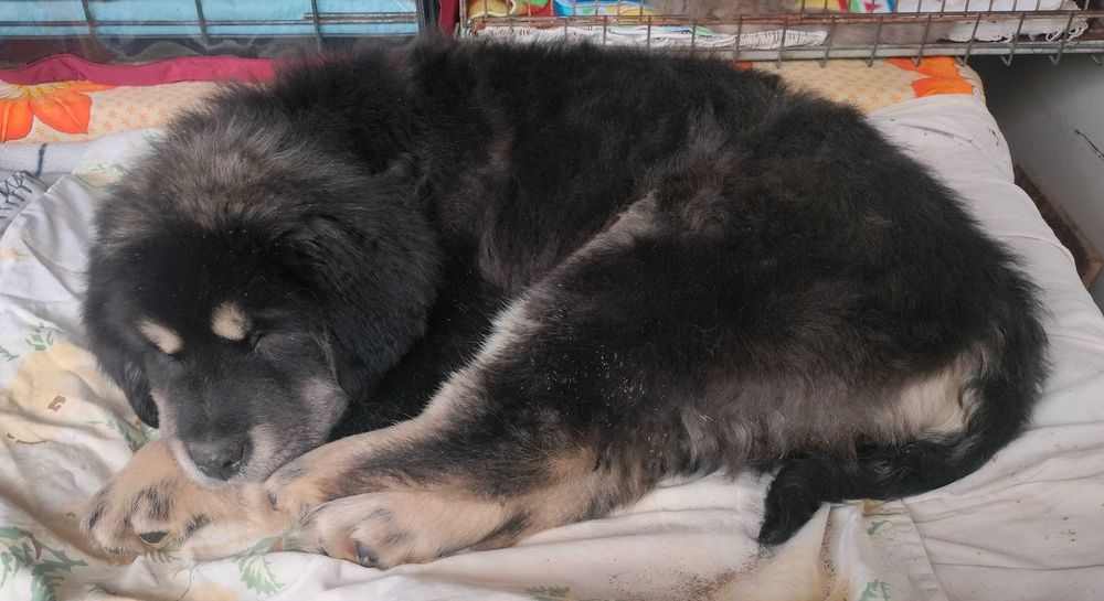 Цуценя тибетского мастіфа