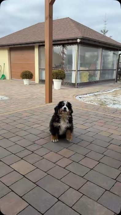 Bernenski pies pasterski