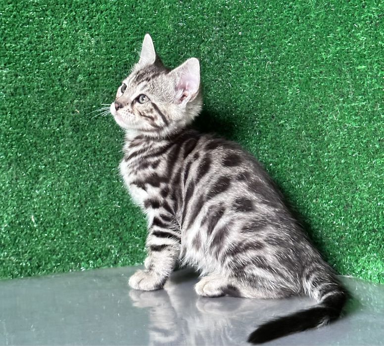 Продам девочку бенгалку