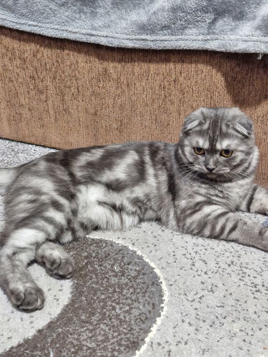 Шотландські дітлахи хлопчики і дівчуля