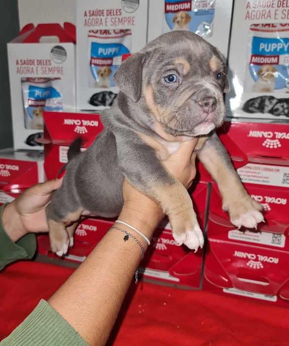 American Bully Pocket