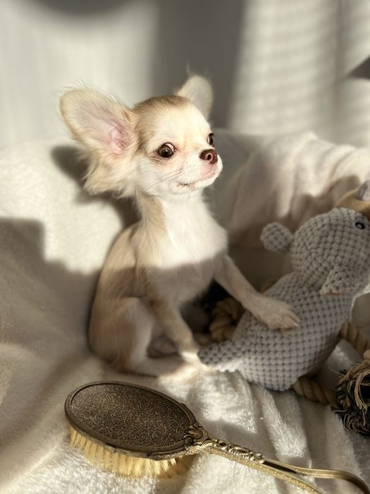 Чіхокрасуня КСУ-FCI