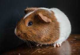 НАПОВНЮВАЧ УНІВЕРСАЛЬНИЙ для тварин 210 грн мішок 15кг