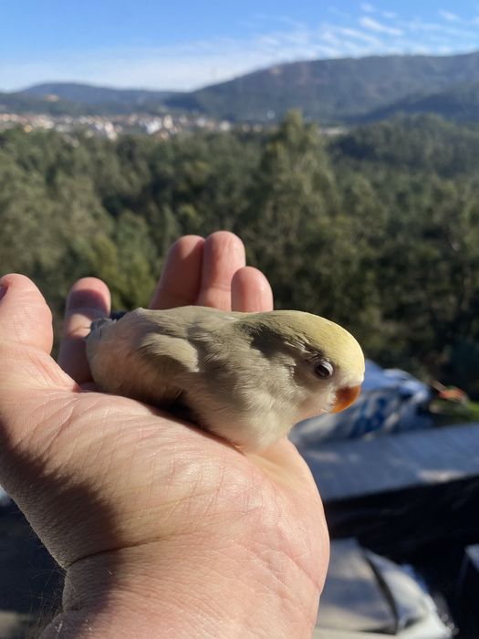 Agapornis domesticado