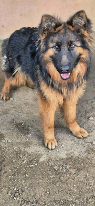 Cudowna suczka owczarka szuka kochającego domu