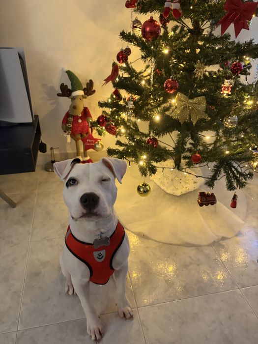 Tomo conta do seu pet  em minha casa ou ao domicílio ao fim d semana