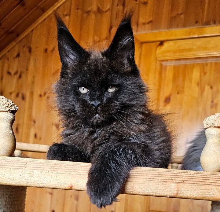 Шикарные детки мейн-кун на продажу