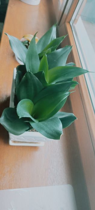 Sanseweria hahni black