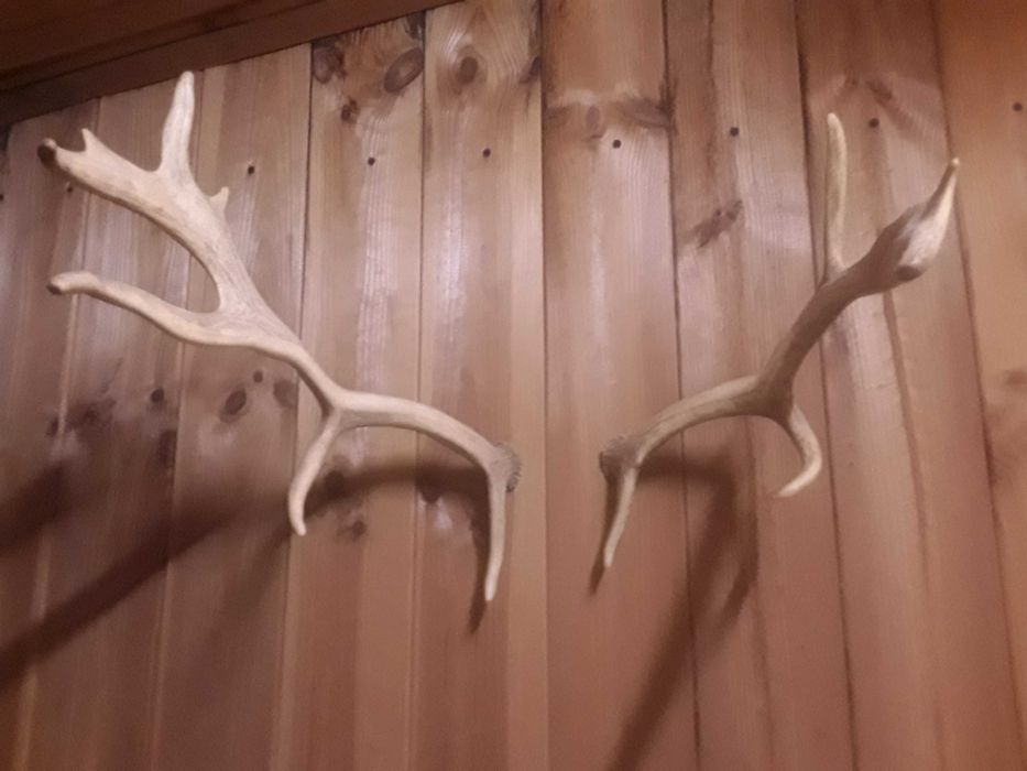 Rogi od daniela - spszedam