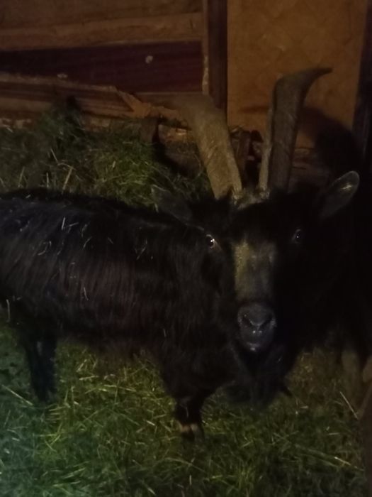 Продам Козла