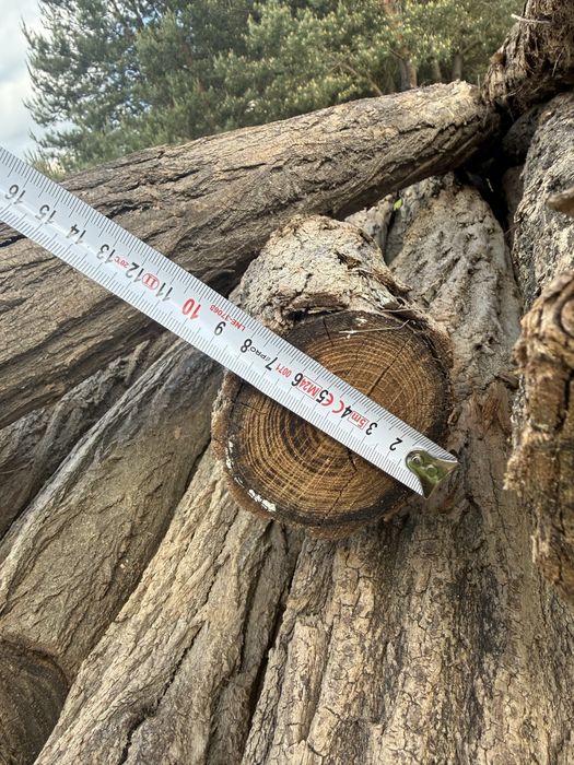 Słupki akacjowe ogrodzeniowe 240 cm