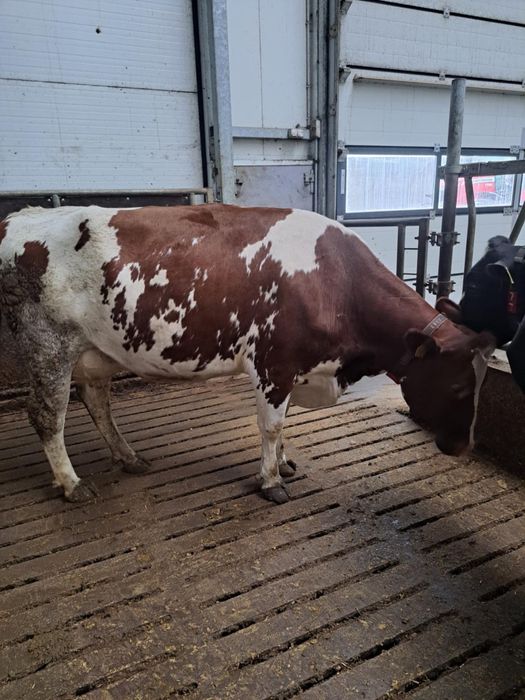 Sprzedam pierwiastki