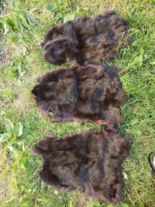 Кролячі шкурки 3шт