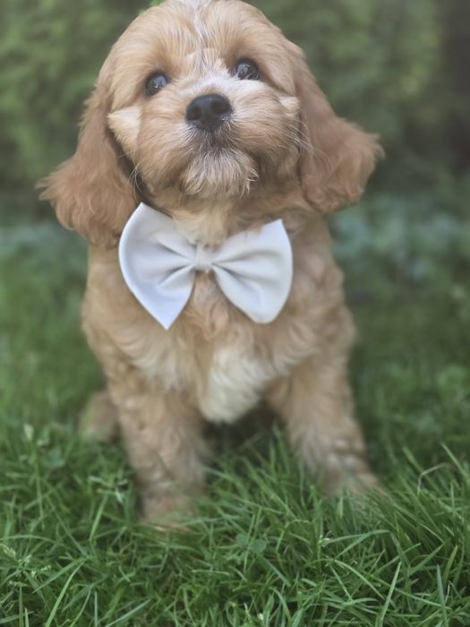 Cavapoo f1 piesek szczeniak z metryką dwumiesięczny