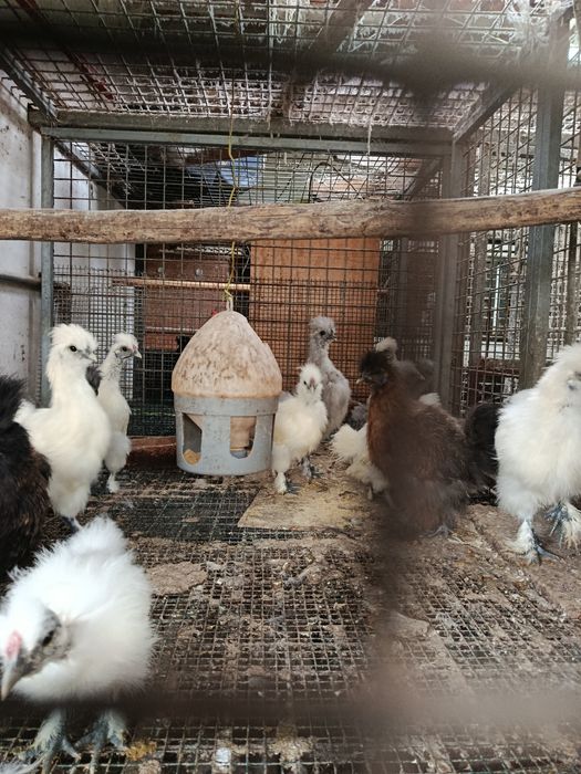 Garnizas sedosas para novo capoeiro