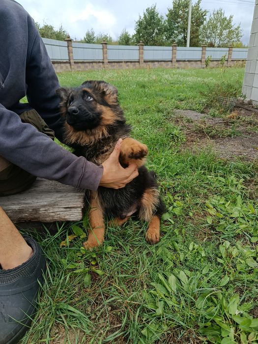 німецька вівчарка