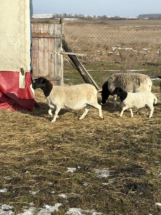 Вівці,ягнята.Продам дорпер чисто кровкі