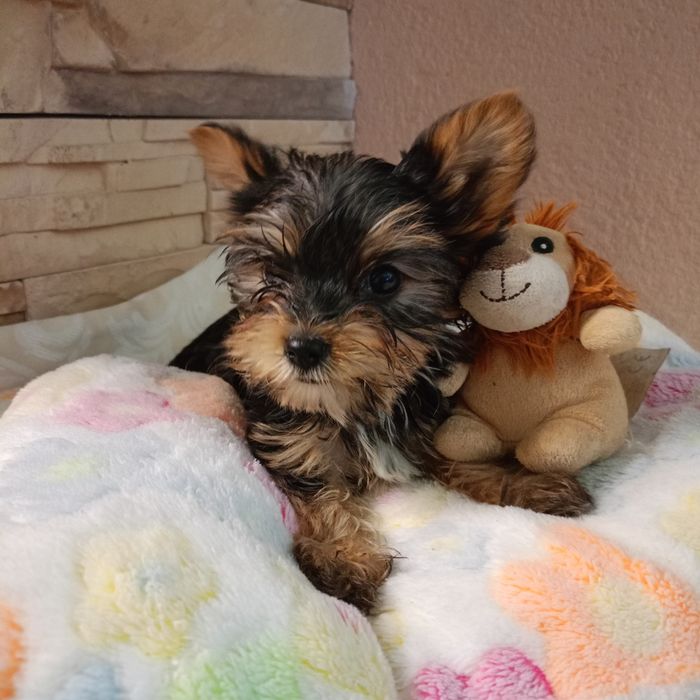 Yorkshire terrier carier - piesek