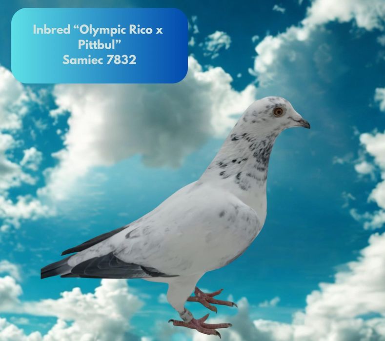 Gołębie młode 2026 możliwość zamówienia super materiał hodowlany ???