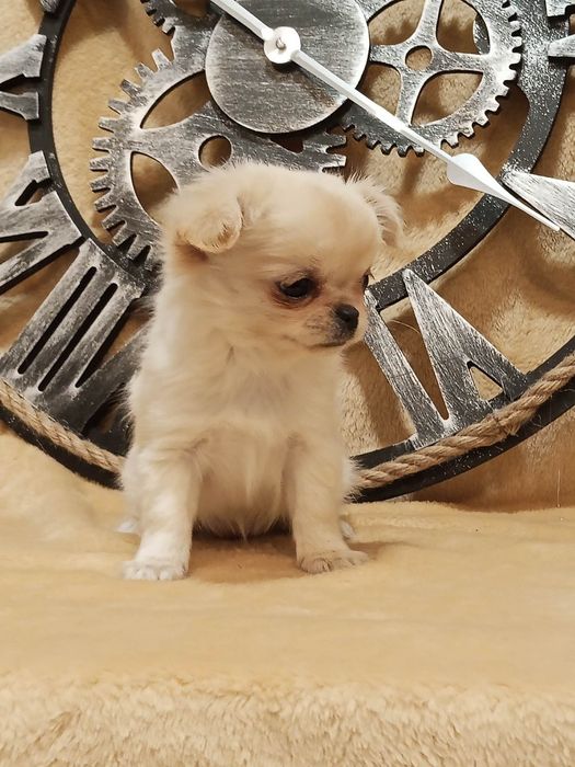 Chihuahua suczka długowłosa