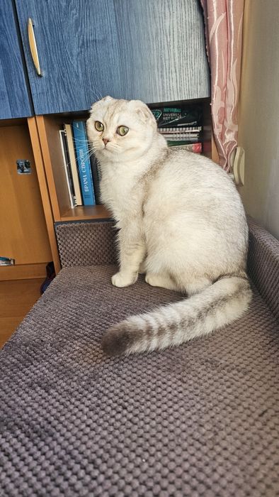 Шотландське кошеня