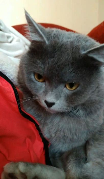 Пропоную для злучки неймовірно красивого котика Дима!