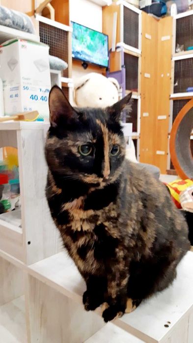 Ласковое счастье кошечка Плямка