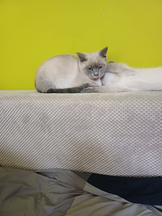 Kotka brytyjskia blue point