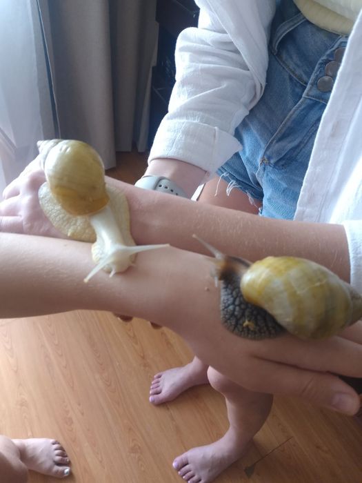 Шукають господарів