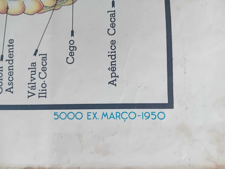 Corpo Humano (poster grande)