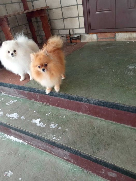 В'язка Померанський шпіц