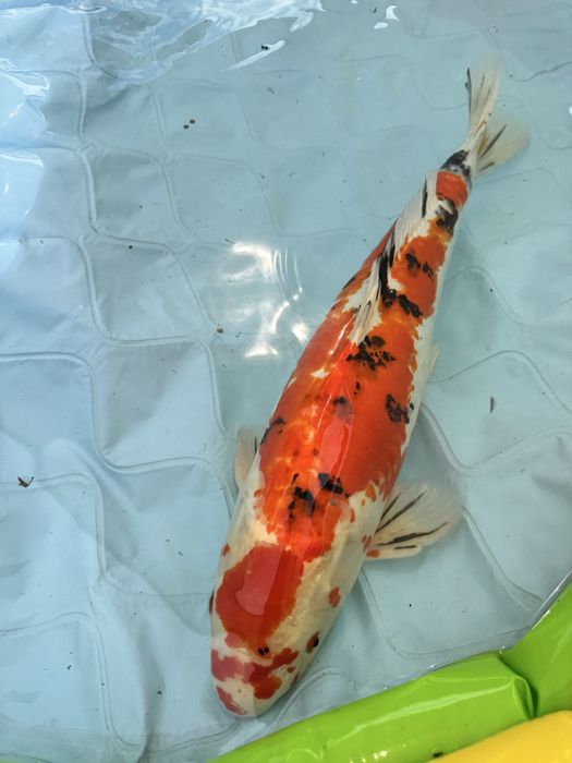 Carpa loi sanke 65/70cm