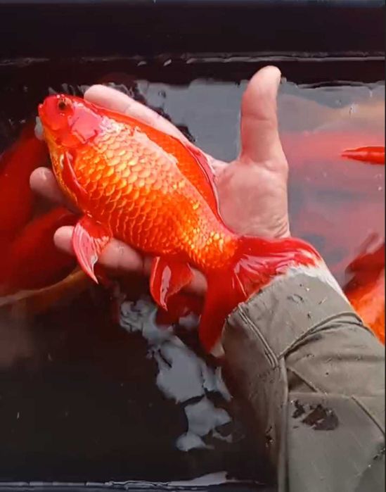 Продам малька кої, комети та інші види декоративних риб