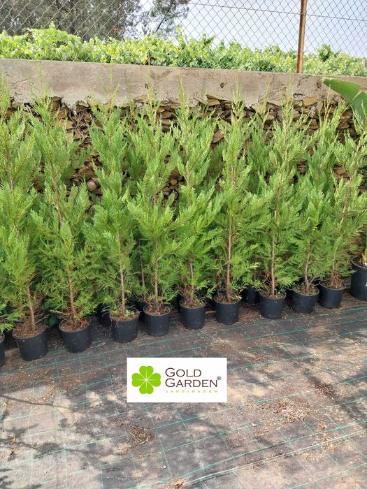 Cedros Leylandi a Bom Preço