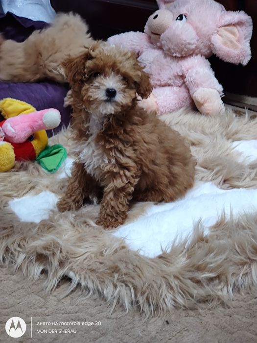 Мальтіпу, maltipu на любий смак.Заводчик