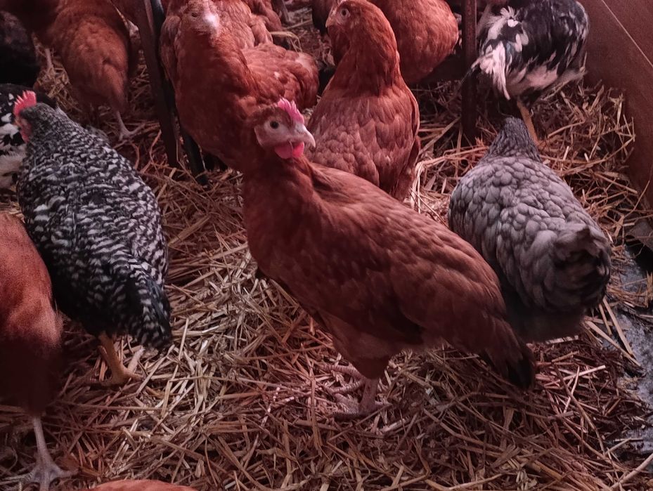 Kury nioski młode Rosa