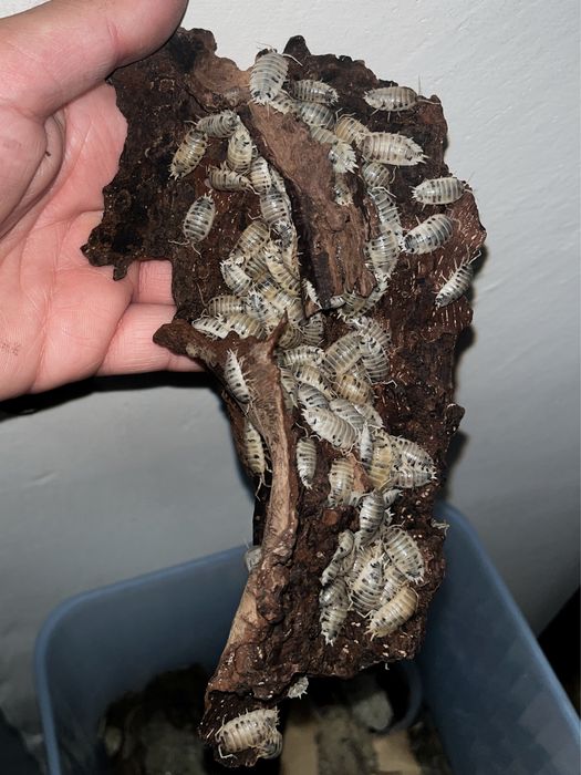 Porcellio laevis “Dairy Cow” - zamiana na isopody i wije