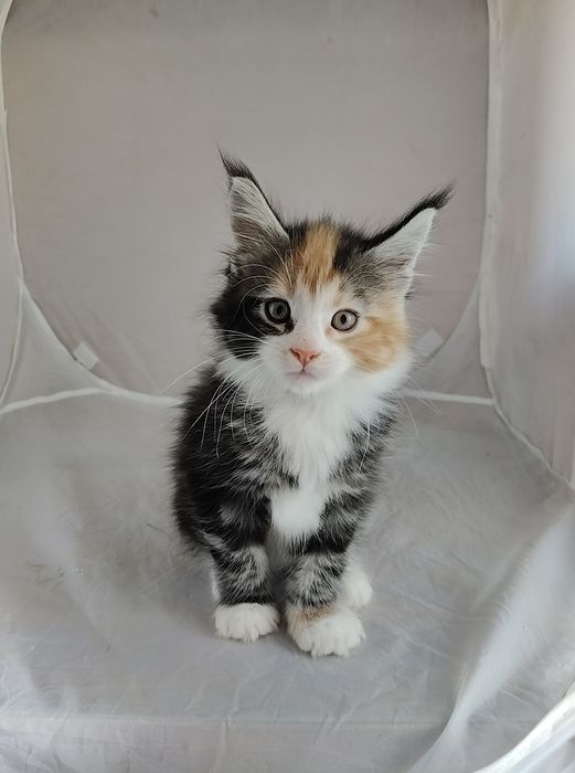 Девицы красавицы Мейн-Кун