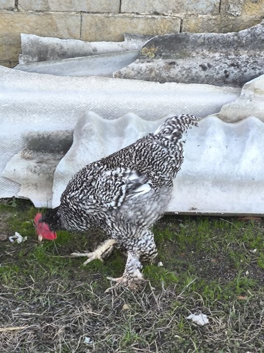 Galo Maline, com seis meses