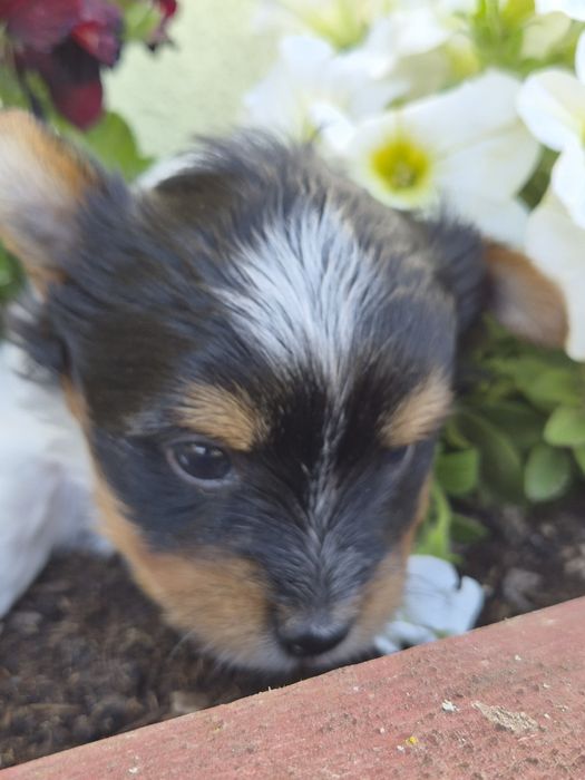 Biewer Yorkshire Terrier