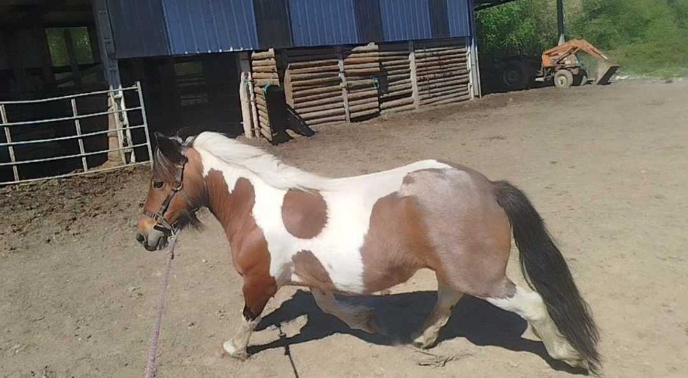 Excelente exemplar pônei femea