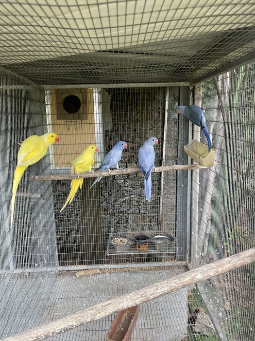 Ring necks 2026 opalinos