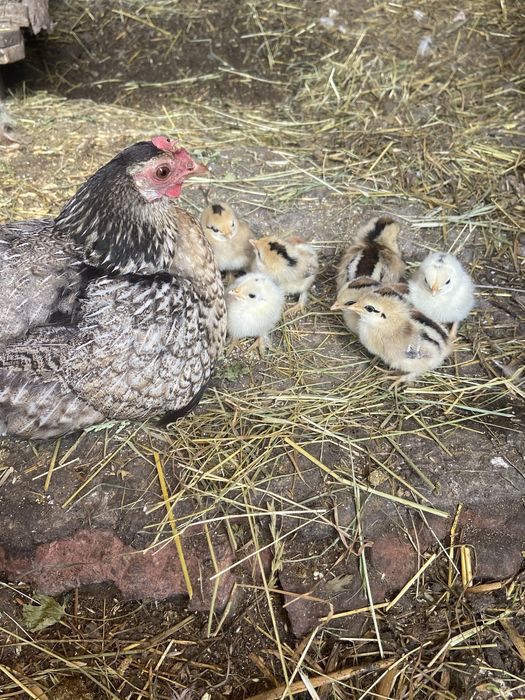 Кури, курчата, бентамки, ліліпути