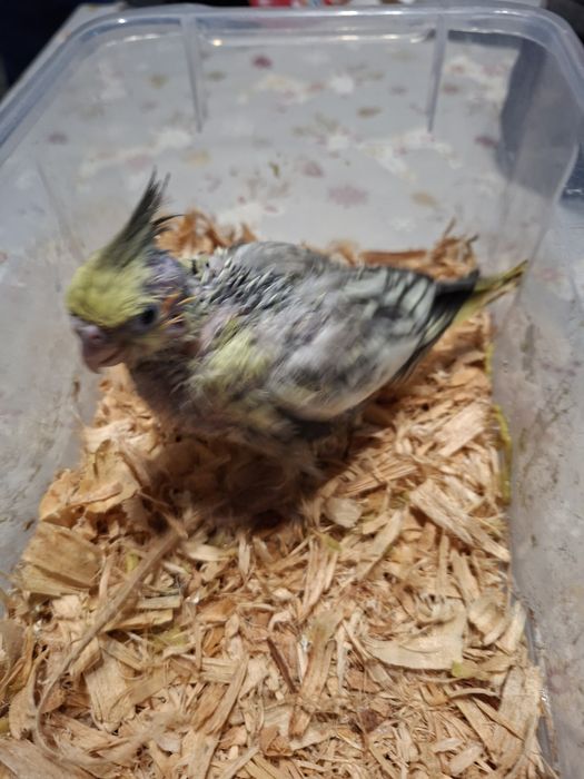 Caturras para criar á mão