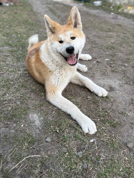 Кобель акіта іну для вязки