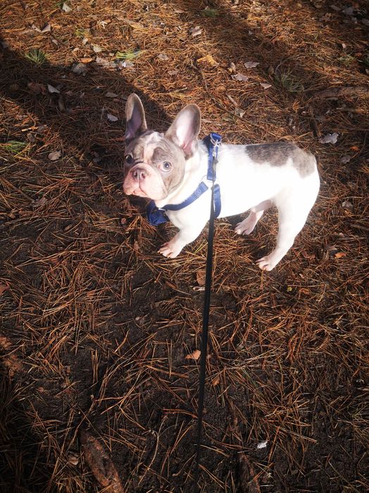 Безкоштовно віддам французького бульдога