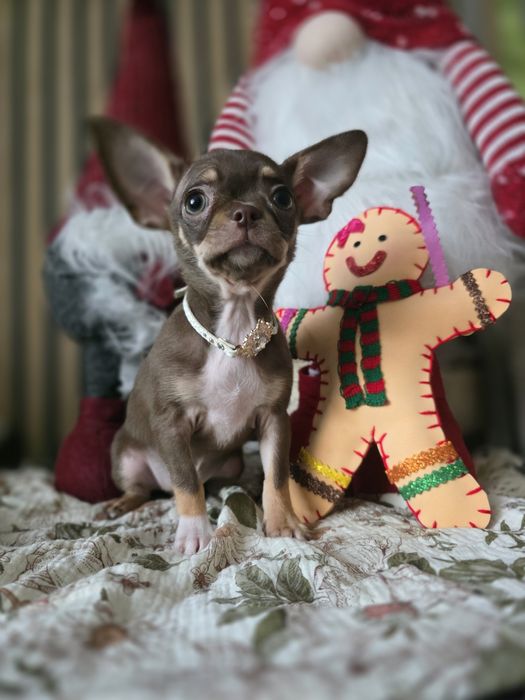 Chihuahua suczka gotowa do odbioru po Championie