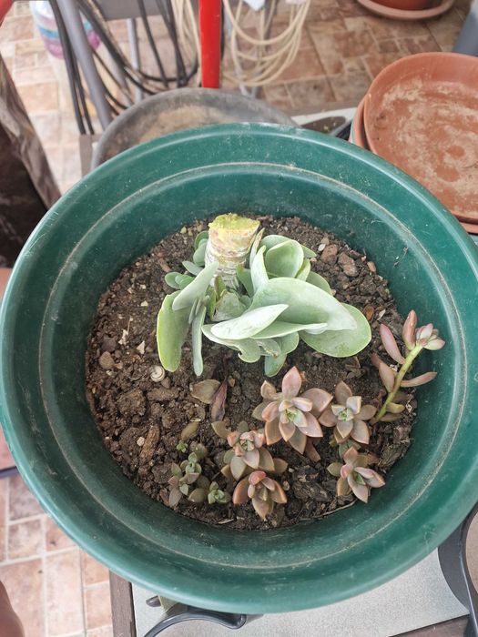 Plantas. Flores. Jardins